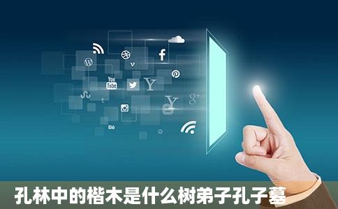 孔林中的楷木是什么树弟子孔子墓