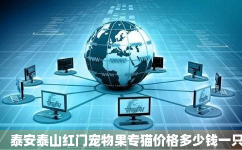 泰安泰山红门宠物果专猫价格多少钱一只泰安红门宠物猫图片